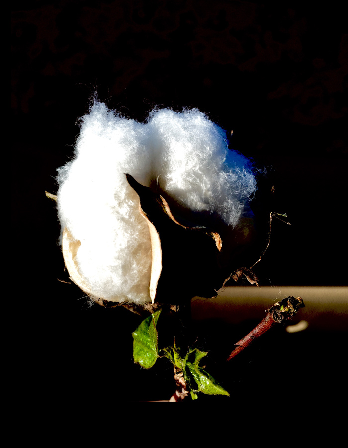 Cotton bud